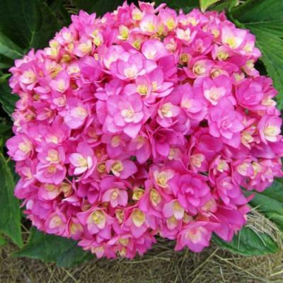 Ремонтантная в Осиповичах