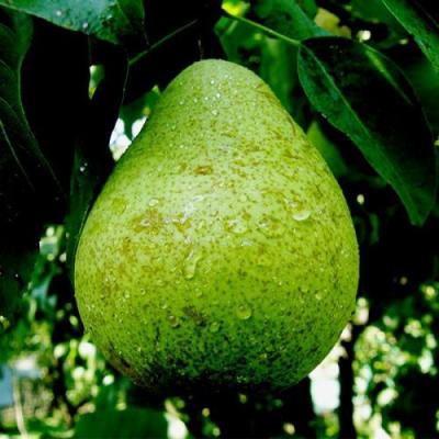 Зеленая в Осиповичах