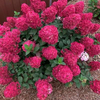 Красная в Осиповичах