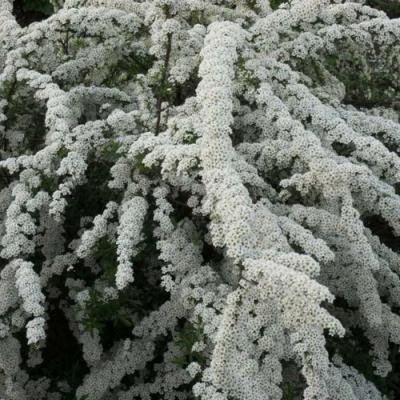 Серая в Осиповичах