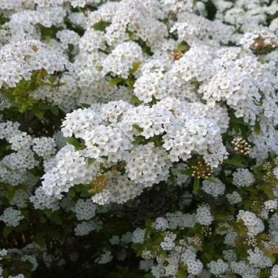 Белая в Осиповичах