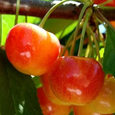 Черешня в Осиповичах