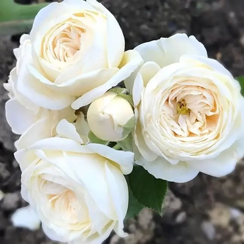 Роза АРТЕМИС шраб в Осиповичах