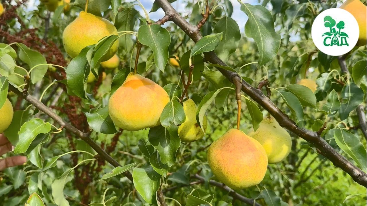 Превью видео