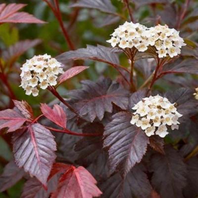 Бордовый в Осиповичах