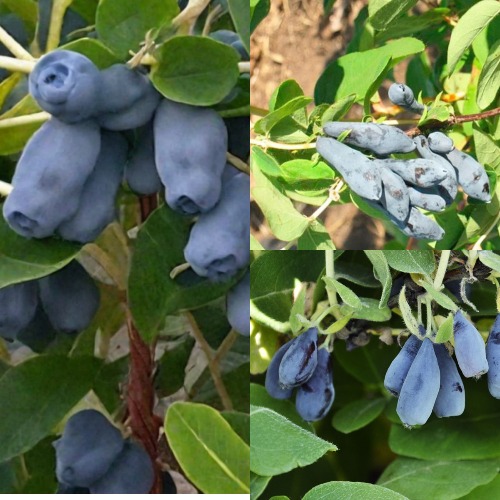 Комплект СЕВЕРНЫЕ ВИТАМИНЫ в Осиповичах