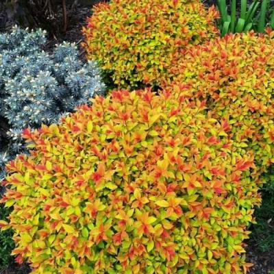 Низкорослая в Осиповичах