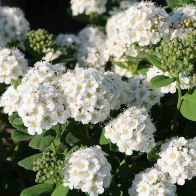 Березолистная в Осиповичах