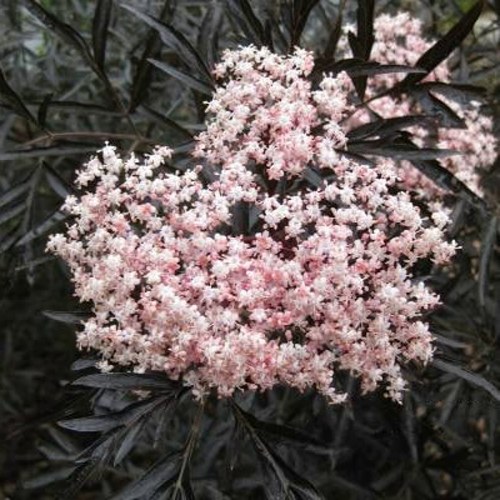 Бузина черная БЛЭК ЛЕЙС ЕВА в Осиповичах