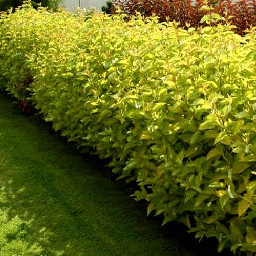 Комплект ДАРТС ГОЛД в Осиповичах