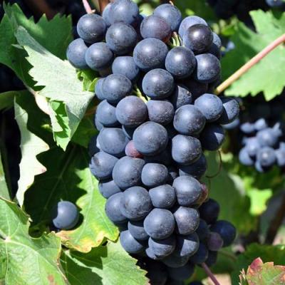 Круглый в Осиповичах