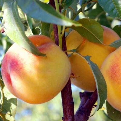 Колонновидные персики в Осиповичах