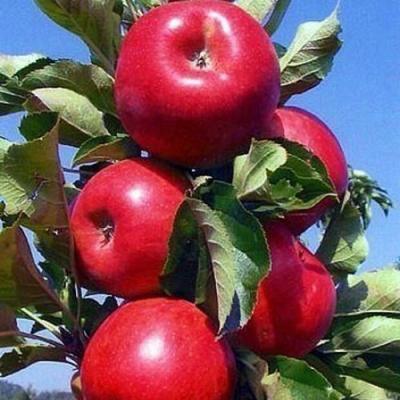 Колонновидные яблони в Осиповичах