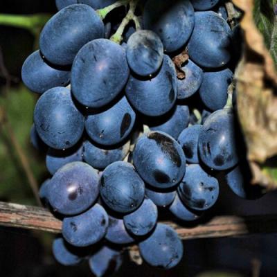 Синий в Осиповичах