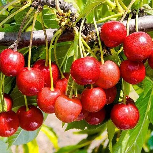 Черешня БРЯНСКАЯ РОЗОВАЯ в Осиповичах