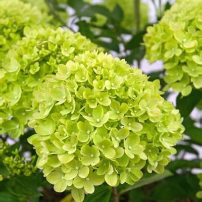 Зеленая в Осиповичах