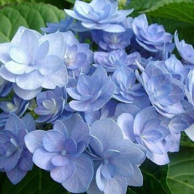 Голубая в Осиповичах