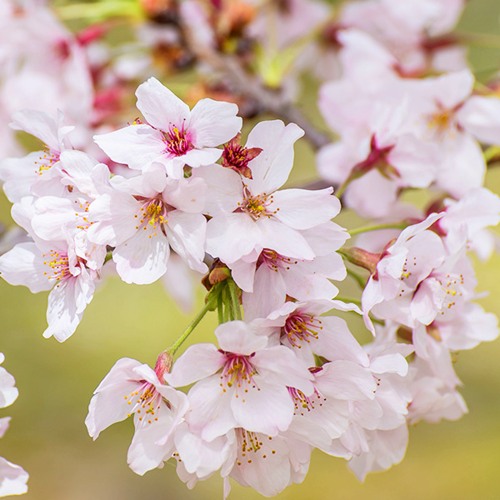 Сакура КОЙО НО МАЙ в Осиповичах