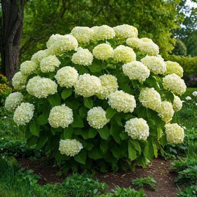 Большие (высокие) в Осиповичах