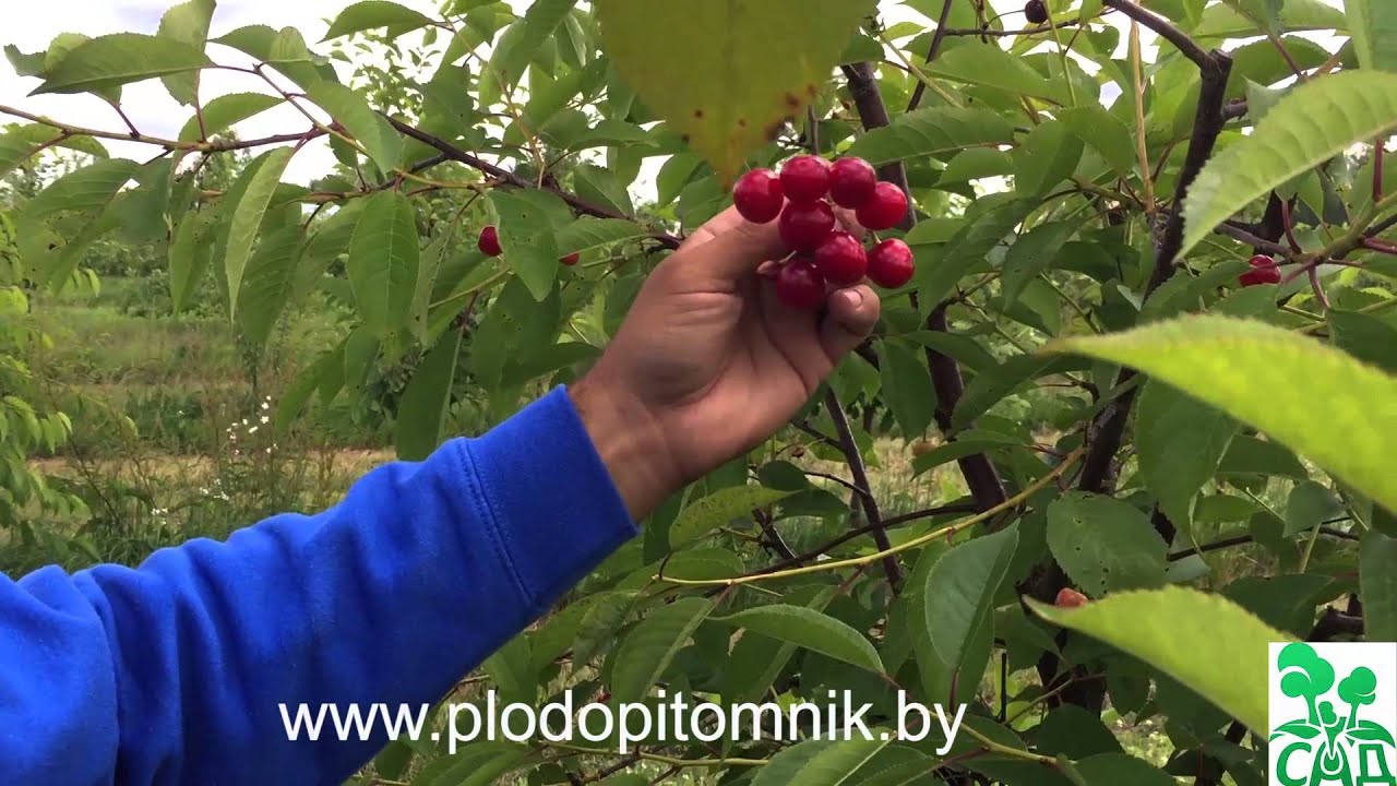 Превью видео