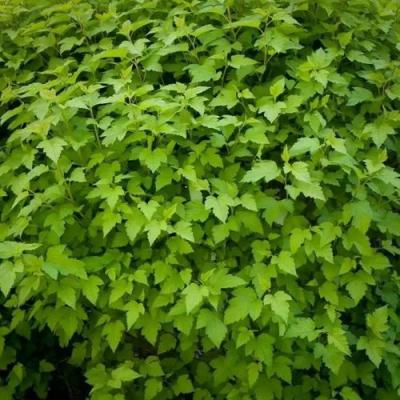 Зеленый в Осиповичах