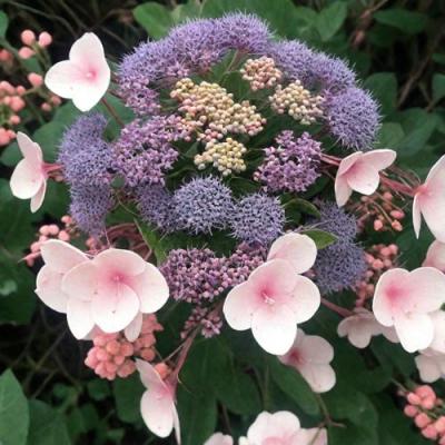 Шершавая в Осиповичах