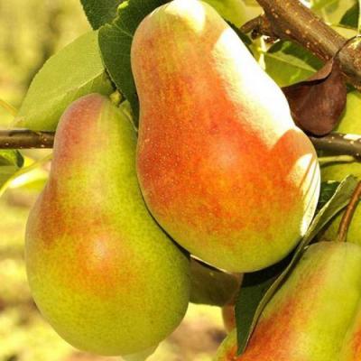 Красавица в Осиповичах