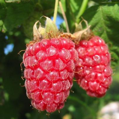 Крупная в Осиповичах