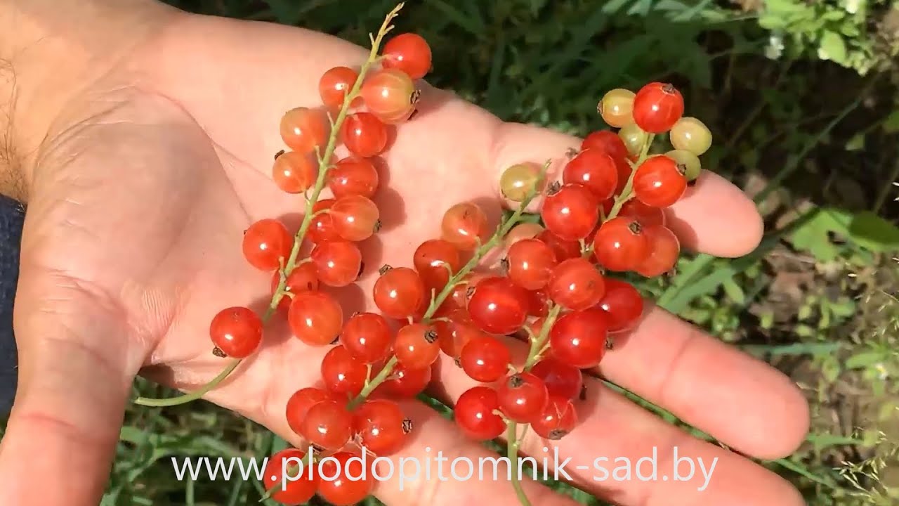 Превью видео