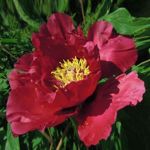 Пион КРАСНЫЙ ЛОТОС древовидный в Осиповичах