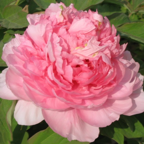 Пион ИМПЕРАТОРСКАЯ НАЛОЖНИЦА древовидный в Осиповичах