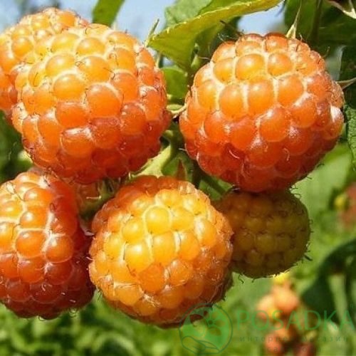 Малина КУМБЕРЛЕНД желтая в Осиповичах