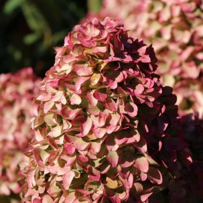 Мэджикал в Осиповичах