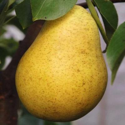 Крупная в Осиповичах