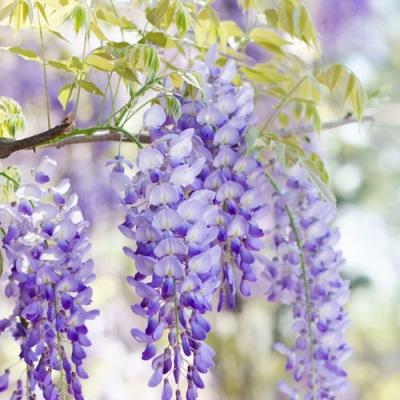 Глициния в Осиповичах