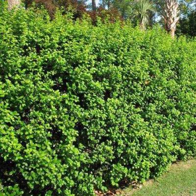 Живая изгородь в Осиповичах