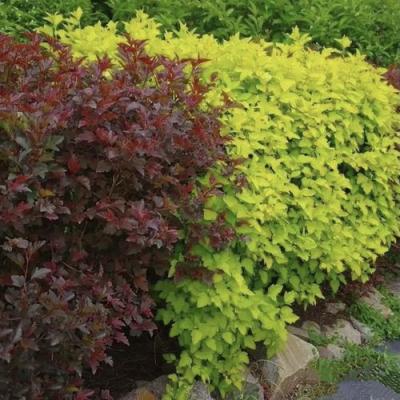 Калинолистный в Осиповичах