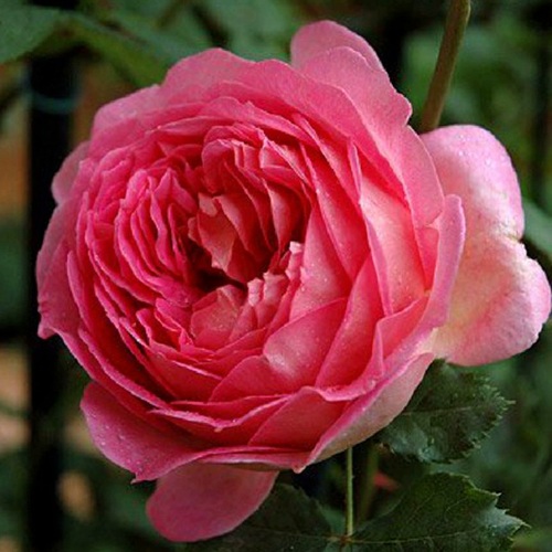 саженцы розы Джубили Селебрейшн