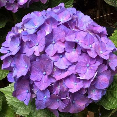 Фиолетовая в Осиповичах