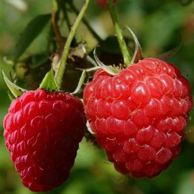 Кустовая в Осиповичах