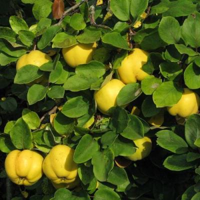 Айва в Осиповичах