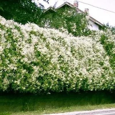 Фаллопия в Осиповичах