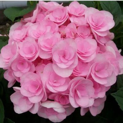 Махровая в Осиповичах