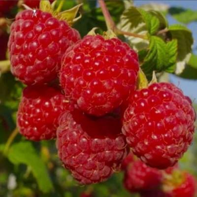 Ранняя в Осиповичах