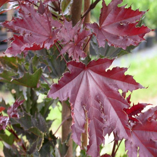 Клен КРИМСОН СЕНТРИ остролистный в Осиповичах