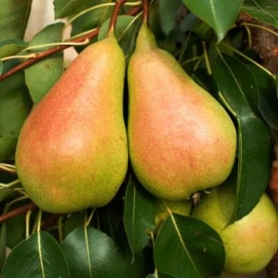 Сладкая в Осиповичах