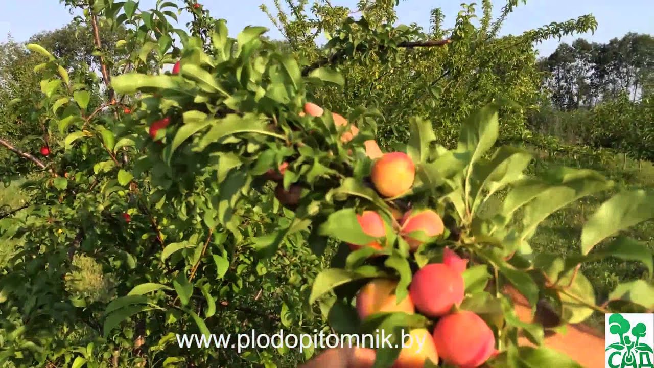 Превью видео