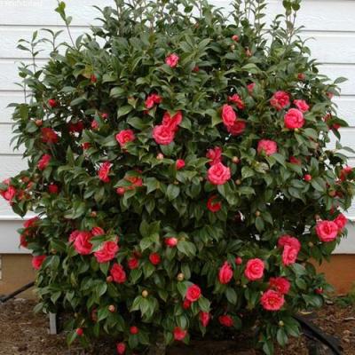 Камелия в Осиповичах