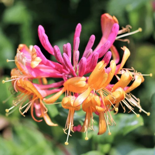 Жимолость ГЕКРОТА в Осиповичах