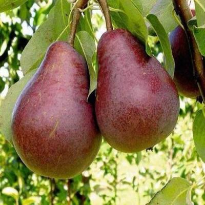 Красная в Осиповичах